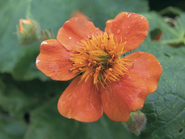 39 Blume